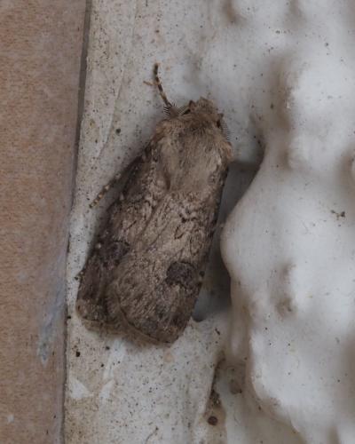 Réf. 238 871 : Agrotis bigramma